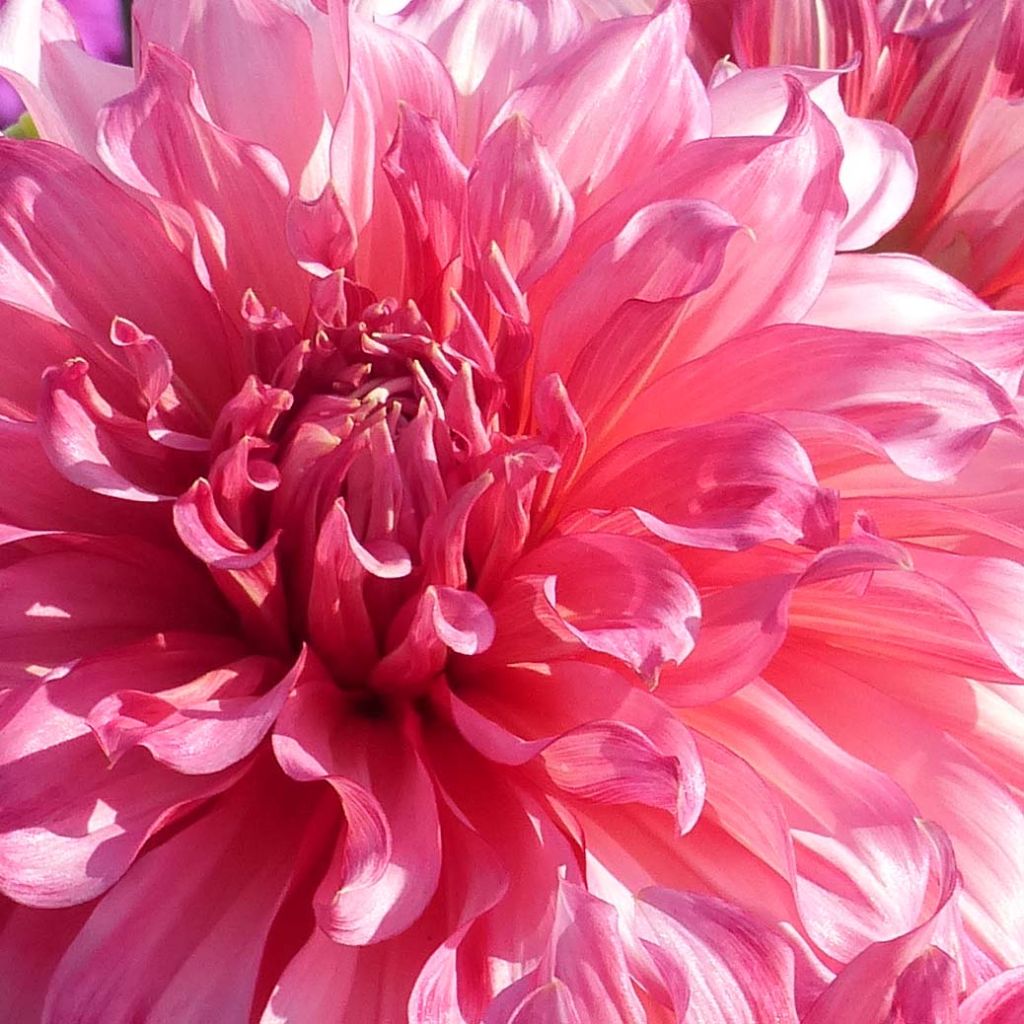 Dahlia Islander