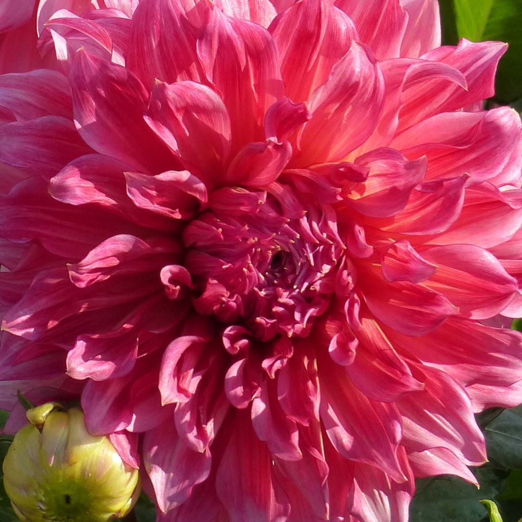 Dahlia Islander