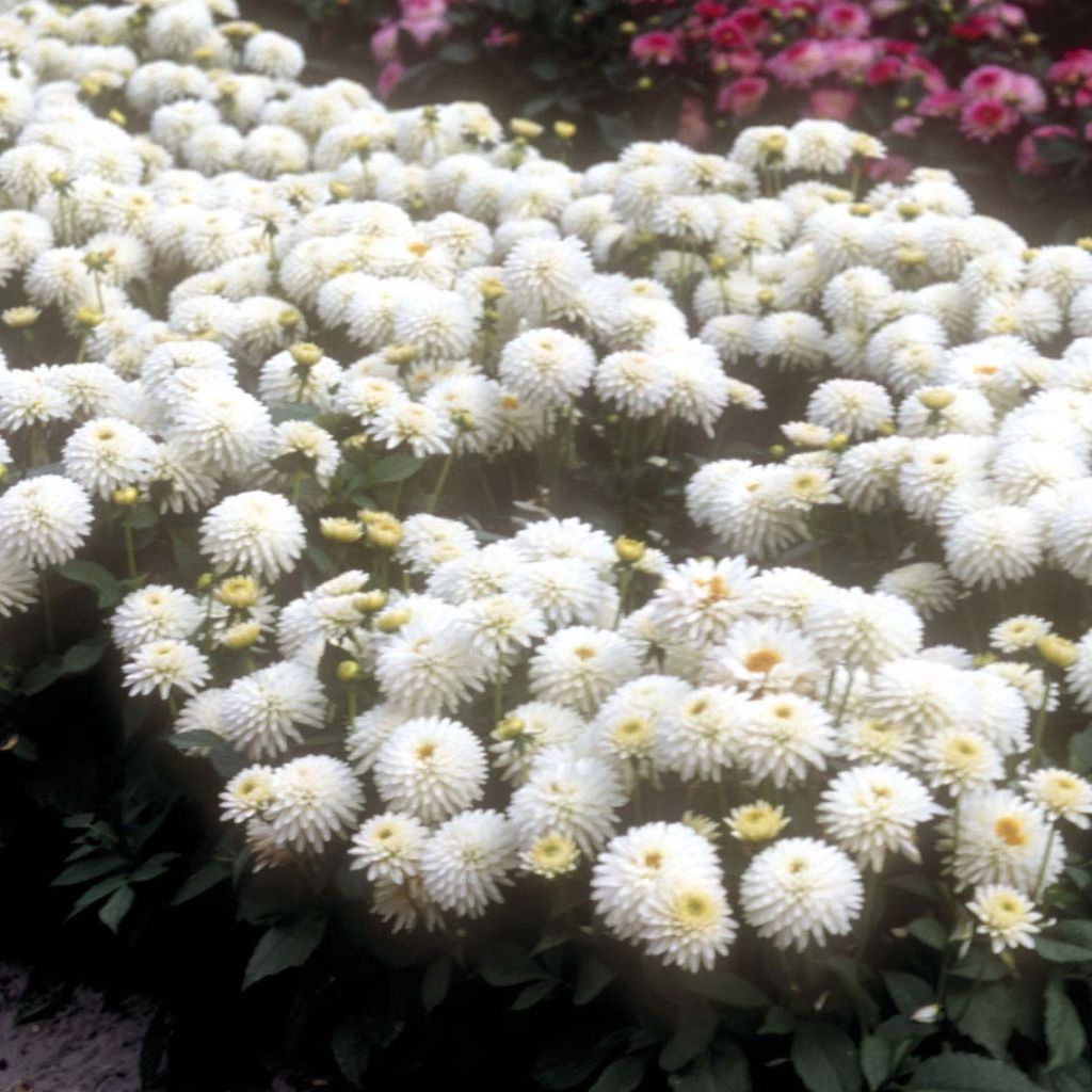 Dahlia Polar Glow