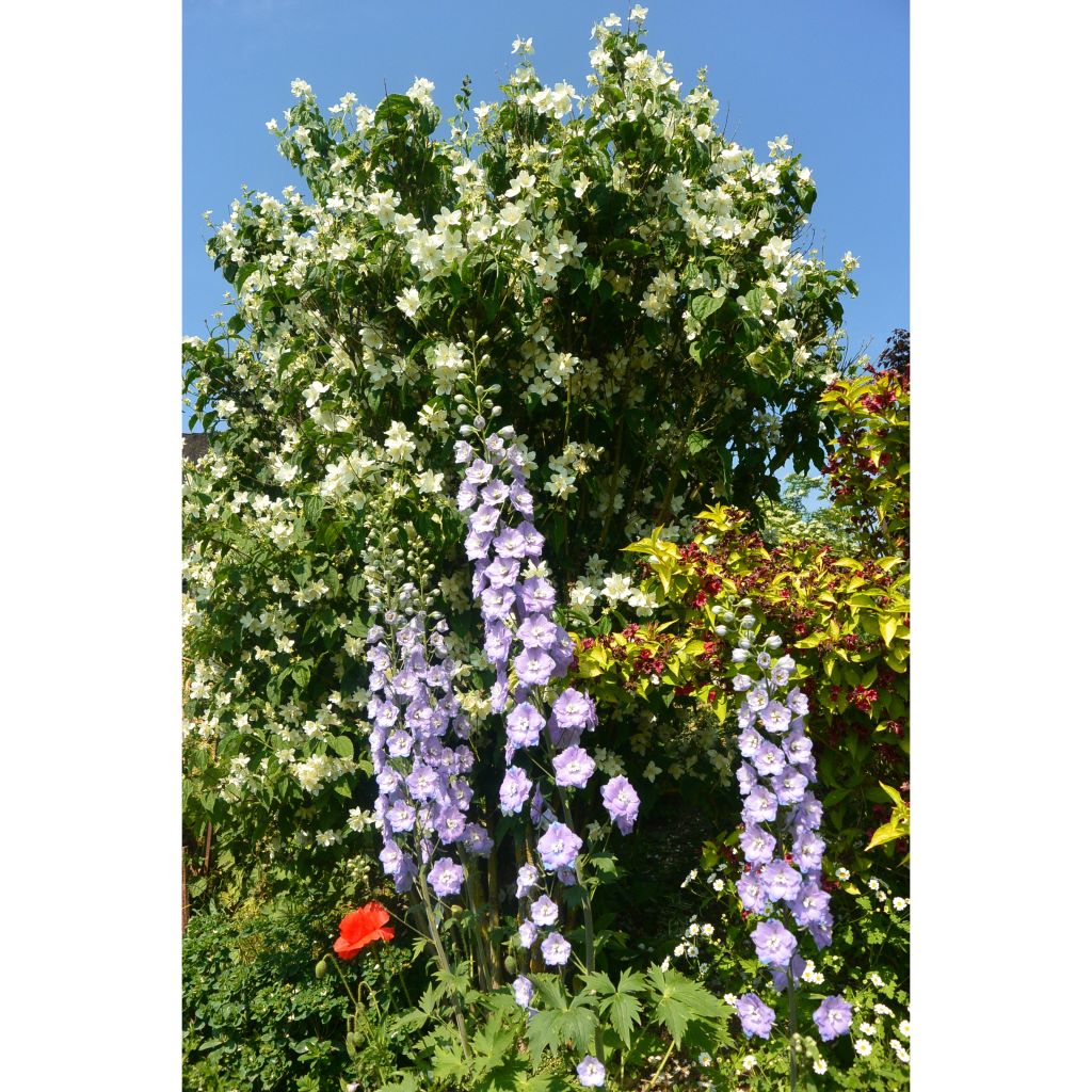 Delphinium Guinevere Group - Larkspur