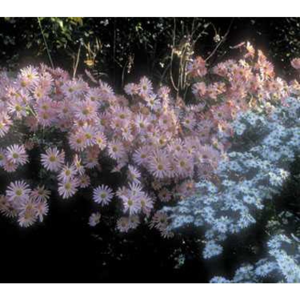 Dendranthema Hillside pink sheffield