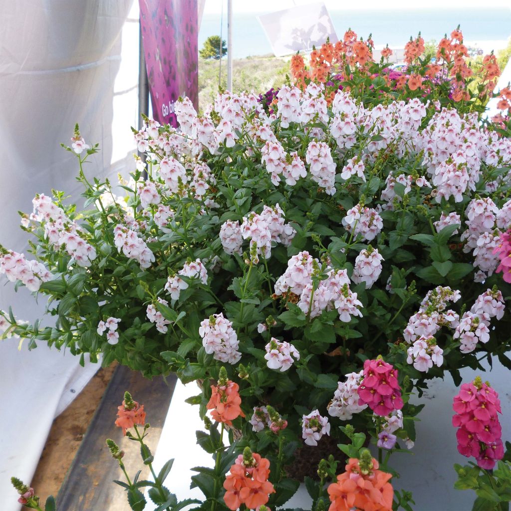 Diascia Sundascia Upright Sakura Pink - White Diascia with pink heart