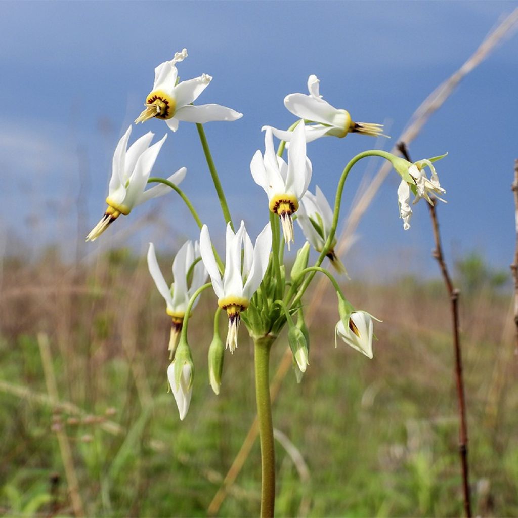 Dodecatheon meadia Album