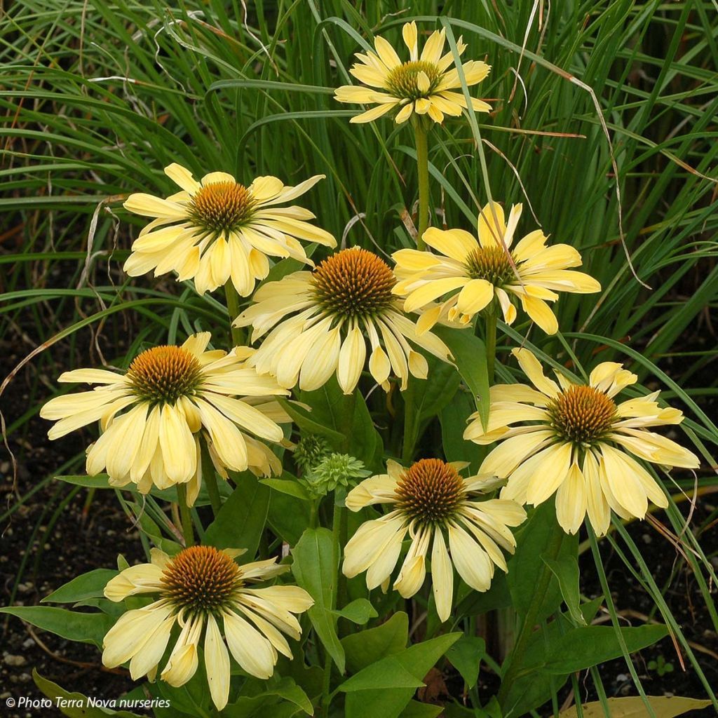 Echinacea purpurea Chiquita - Purple Coneflower