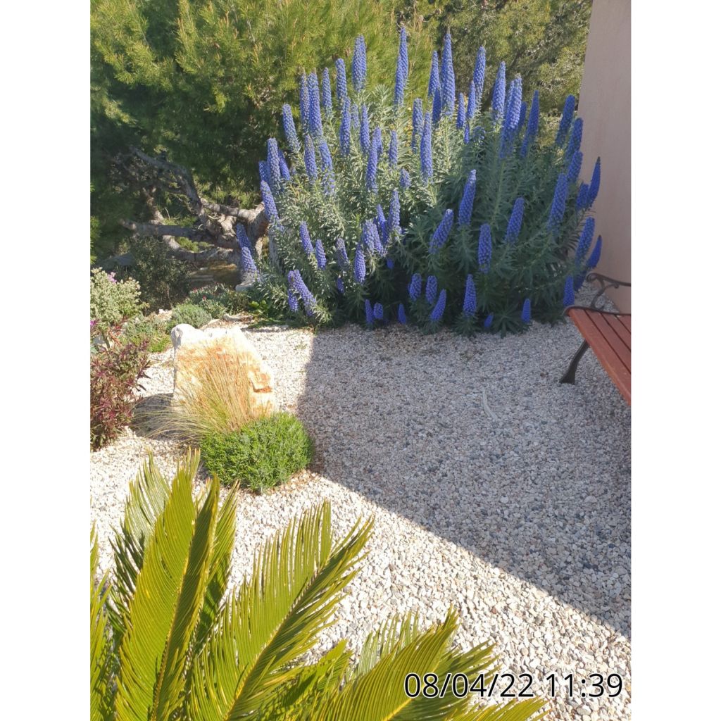 Echium candicans