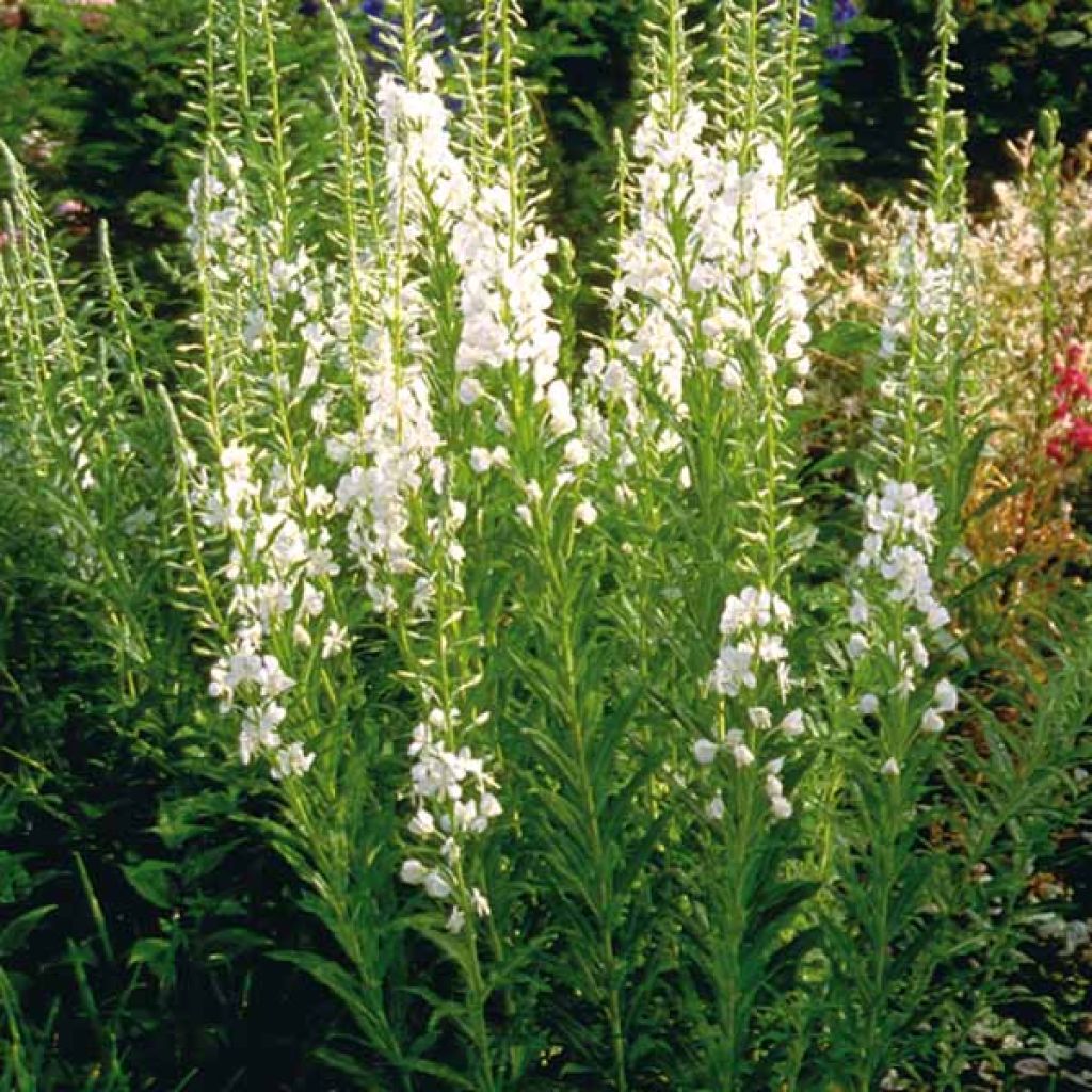 Epilobium angustifolium Album