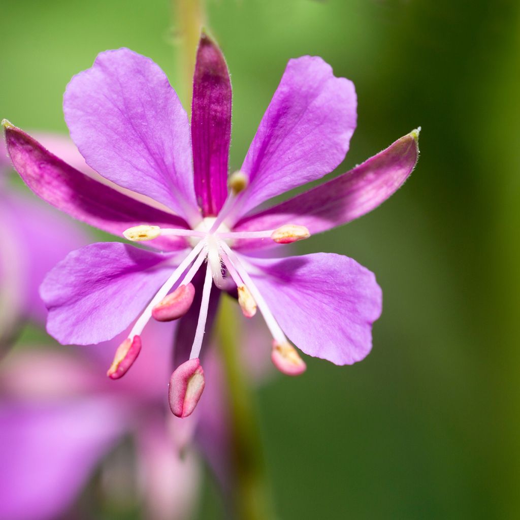 Epilobium angustifolium  - Rosebay willowherb