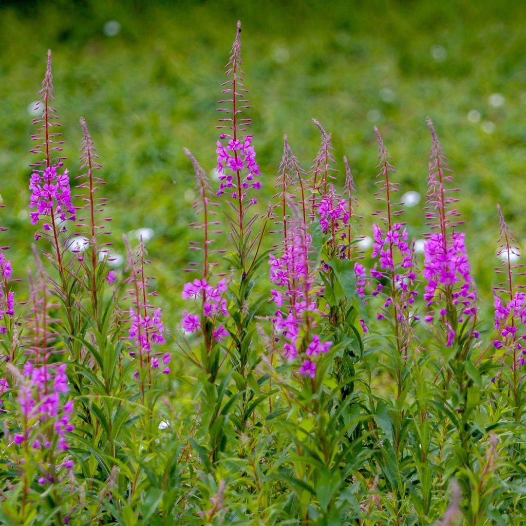 Epilobium angustifolium  - Rosebay willowherb