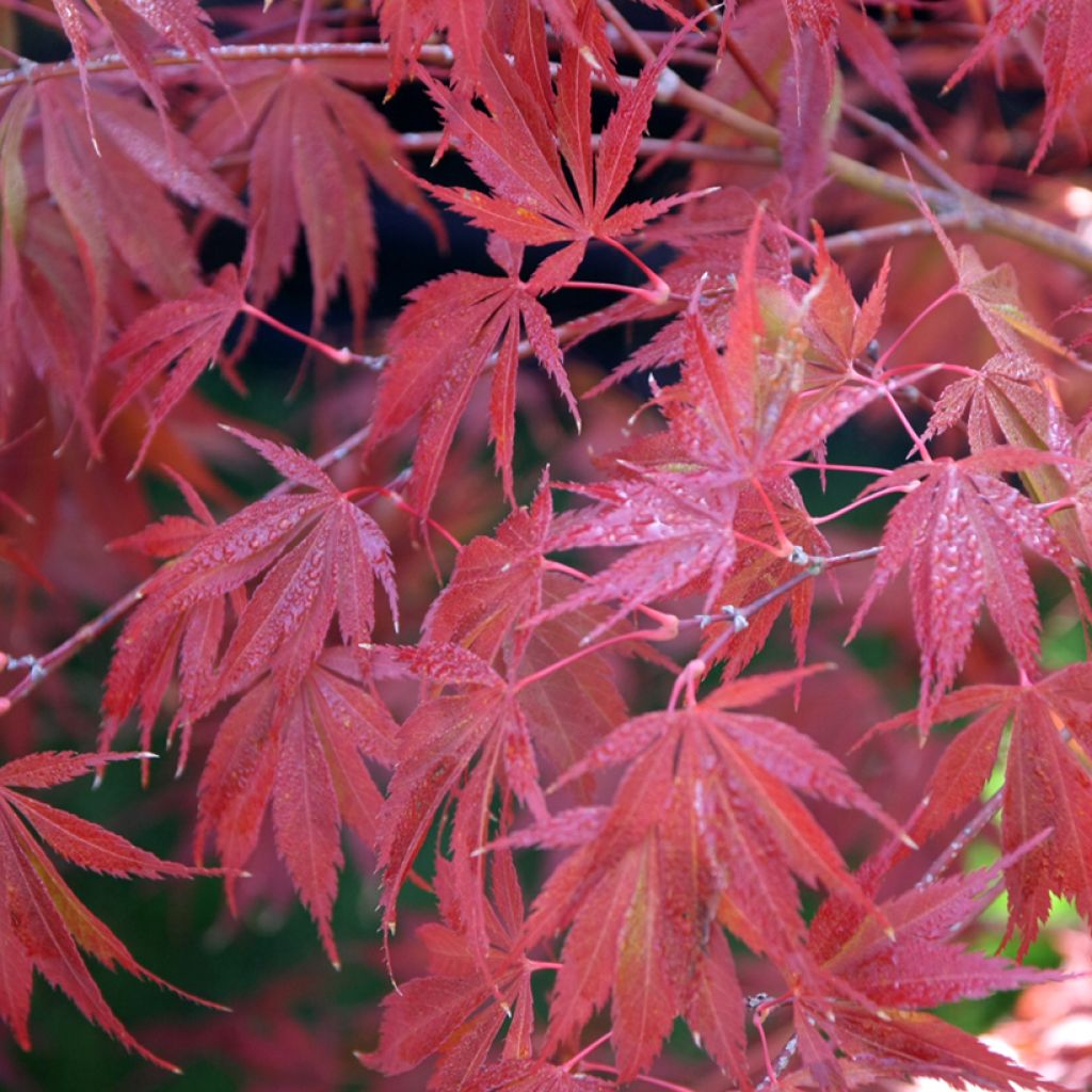 Acer palmatum Trompenburg - Japanese Maple