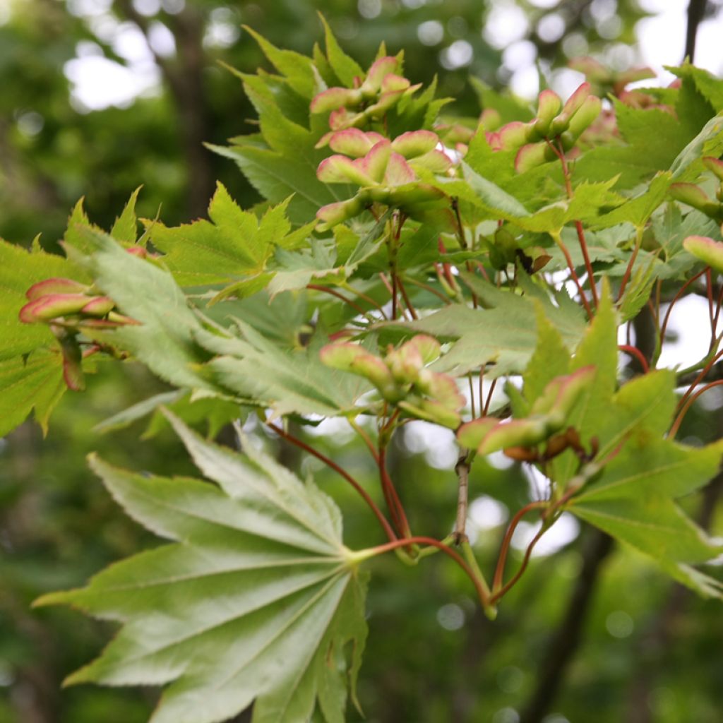 Acer shirasawanum Aureum - Japanese Maple