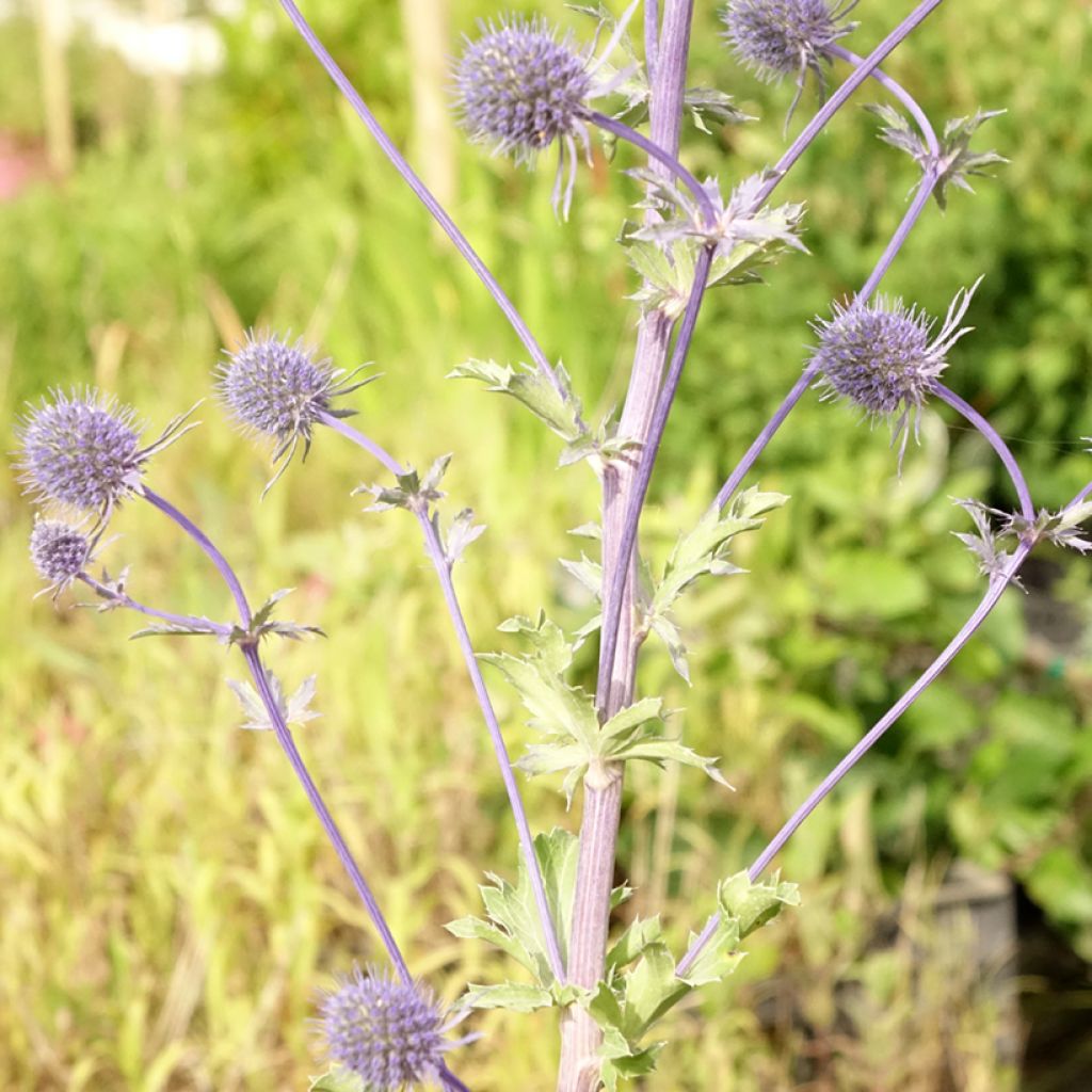 Eryngium planum