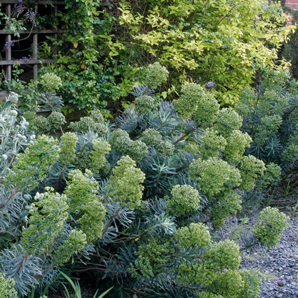 Euphorbia characias - Spurge