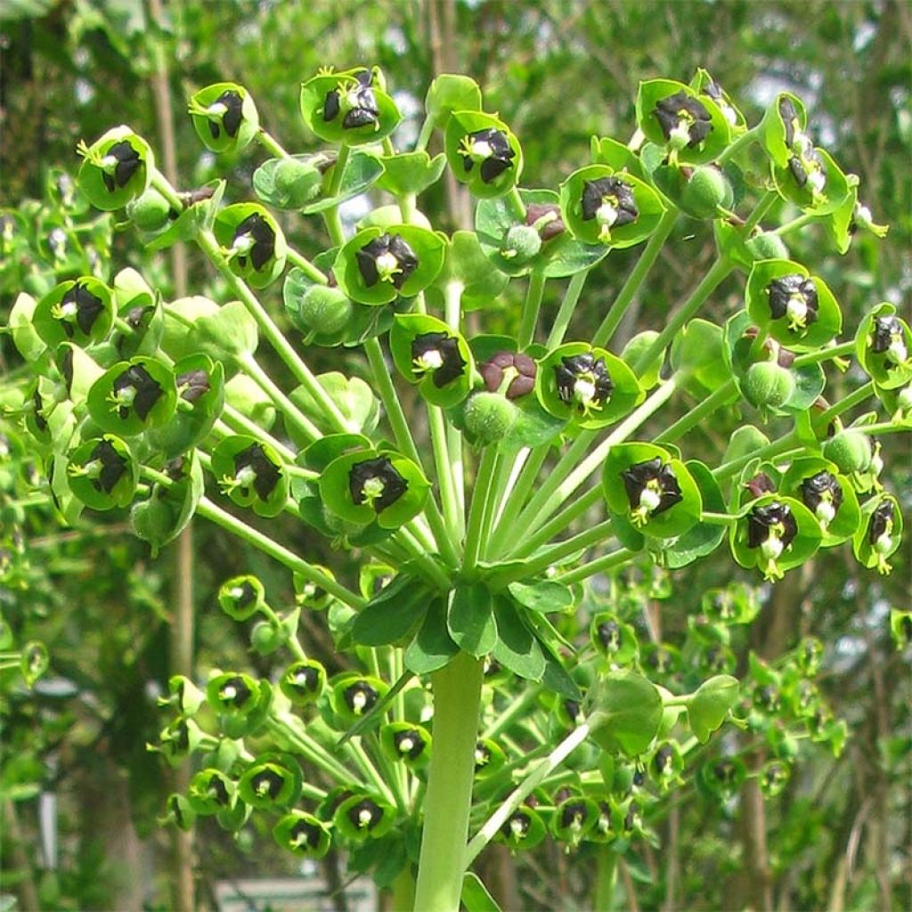 Euphorbia characias - Spurge