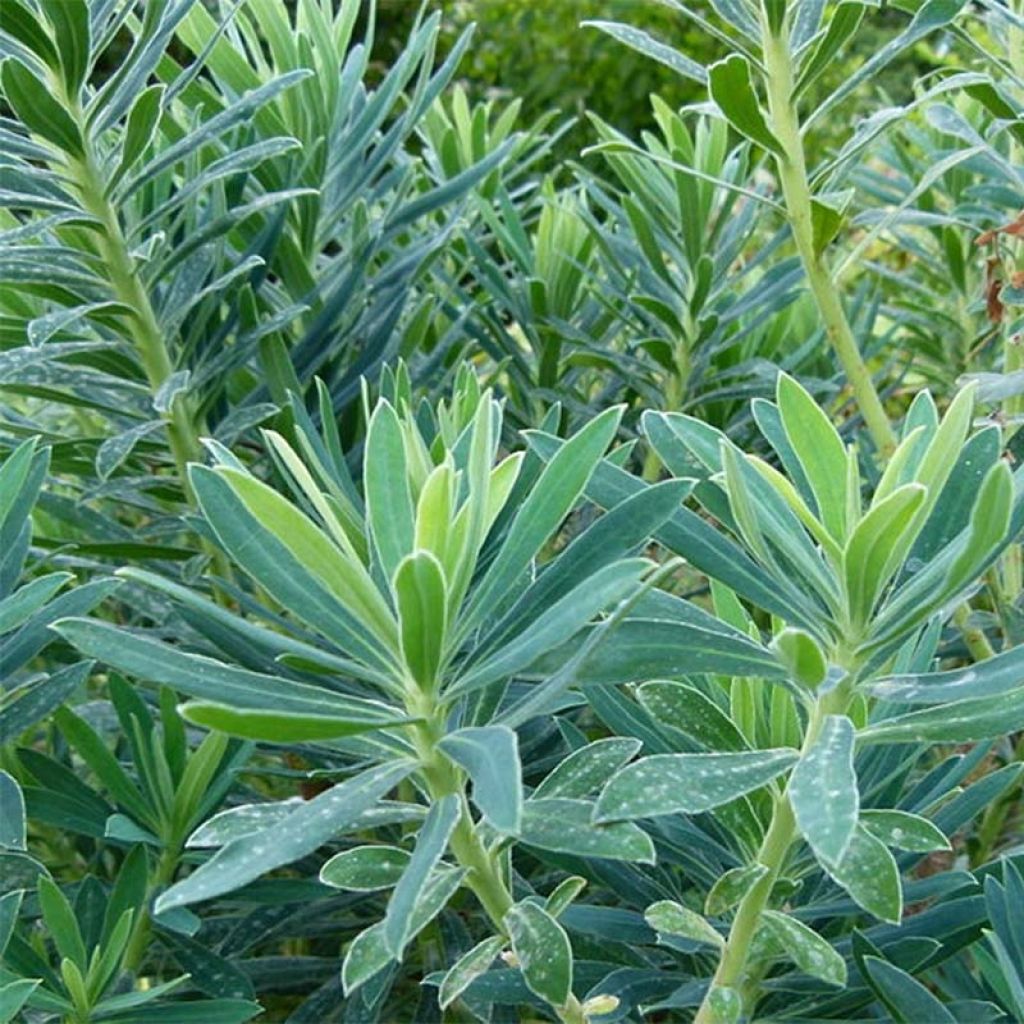 Euphorbia characias - Spurge