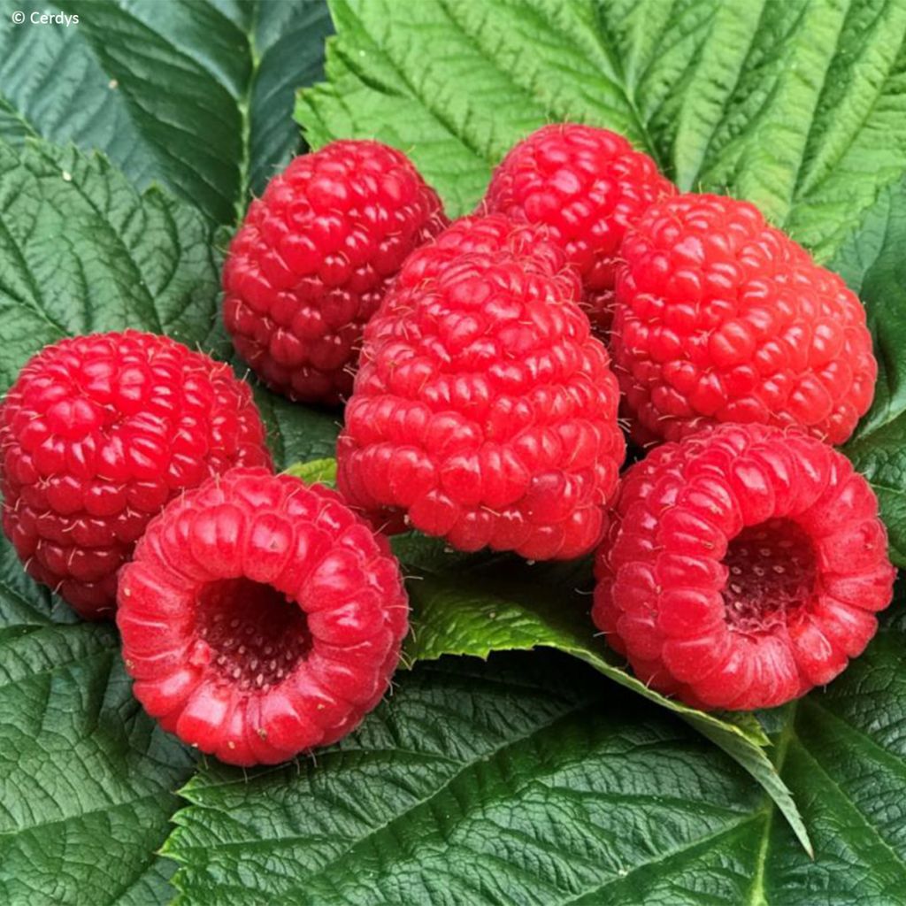 Raspberry Mademoiselle Françoise- Rubus idaeus