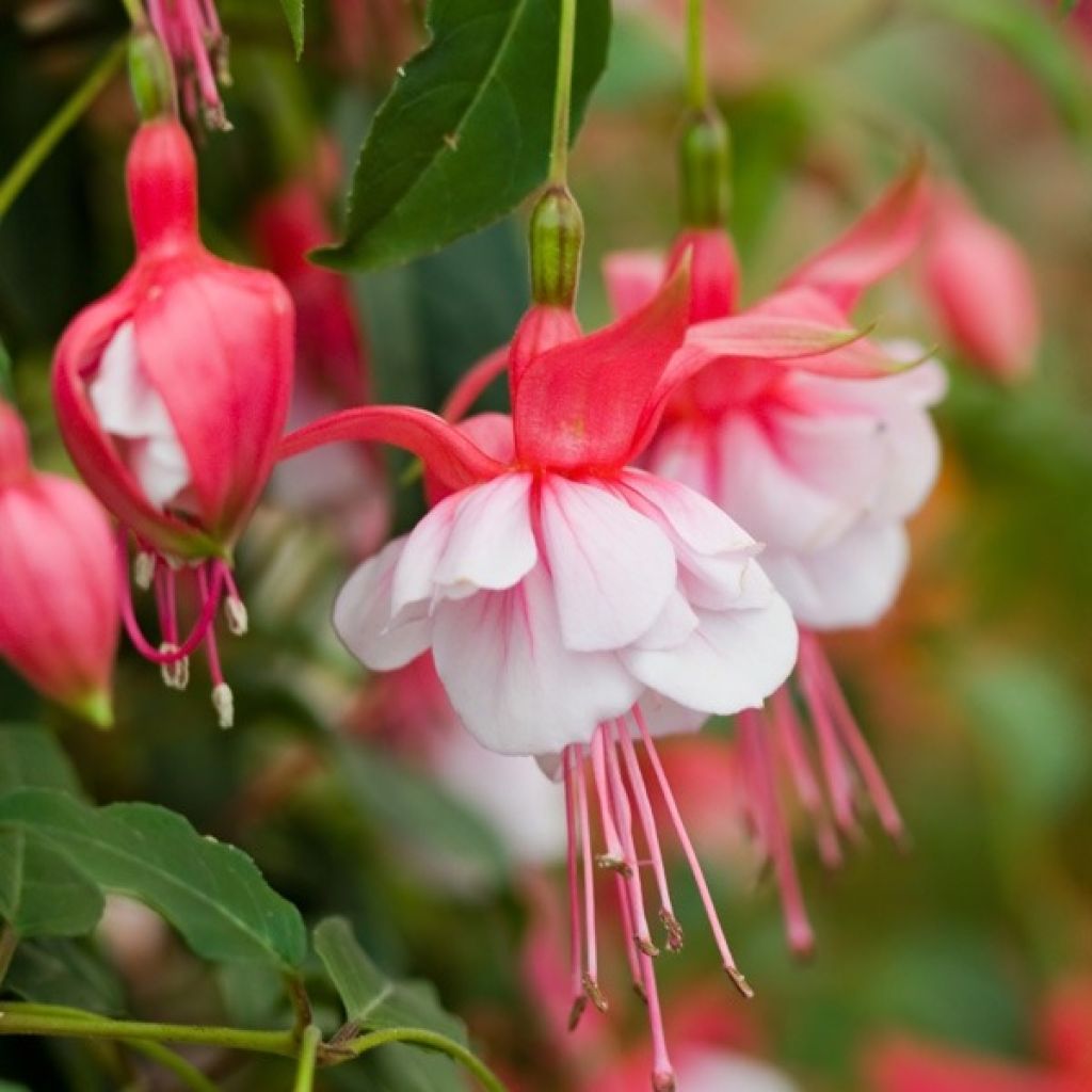 Garden Fuchsia, Hybrid Fuchsia