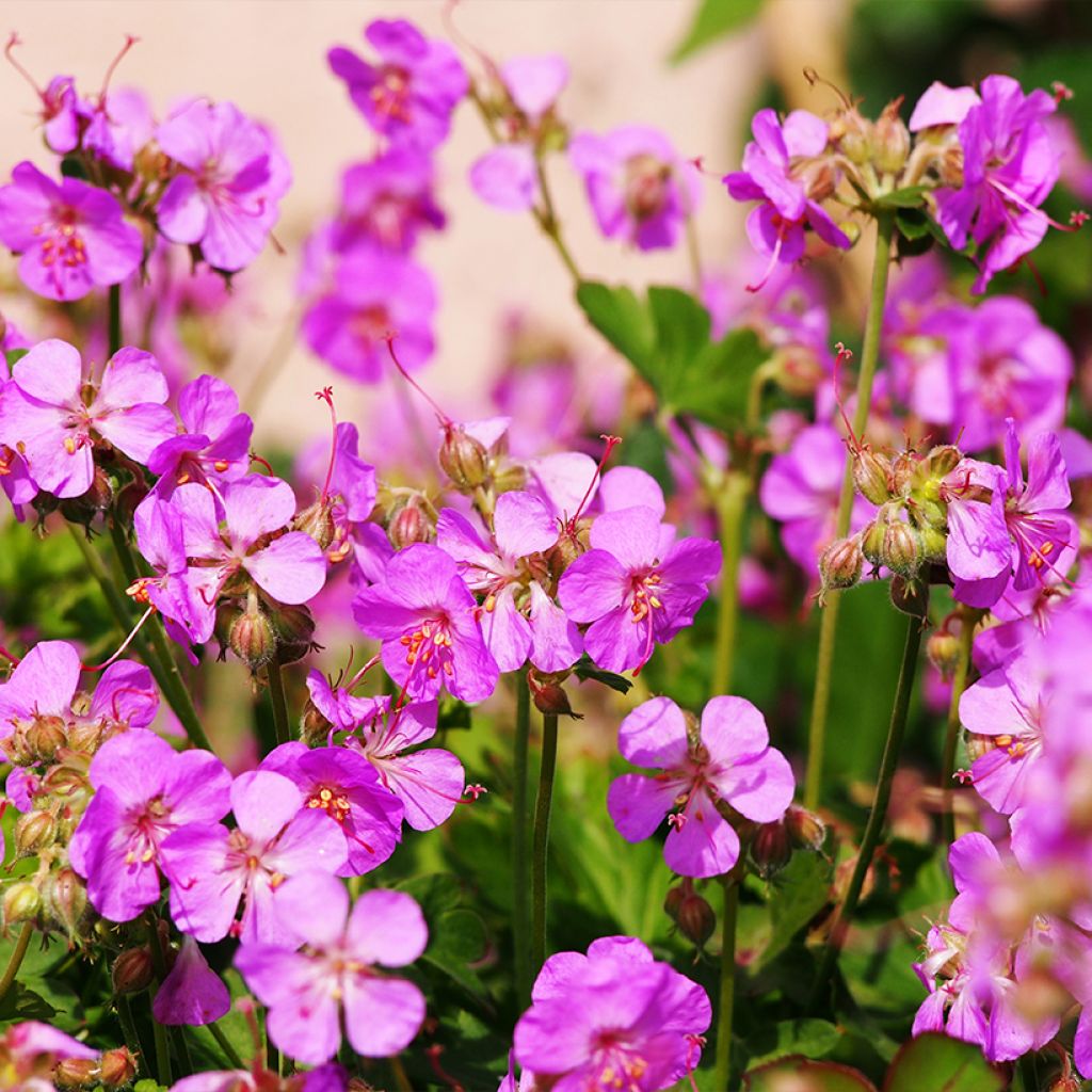 Geranium cantabrigiense Cambridge