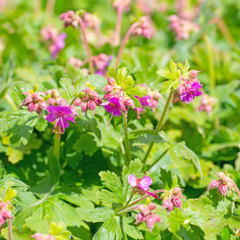 Geranium cantabrigiense Cambridge