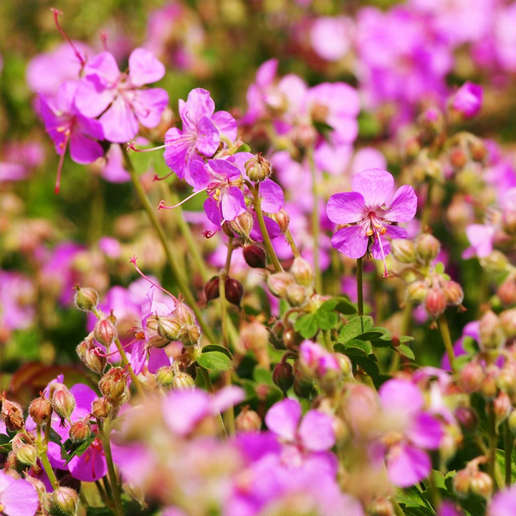 Geranium cantabrigiense Cambridge