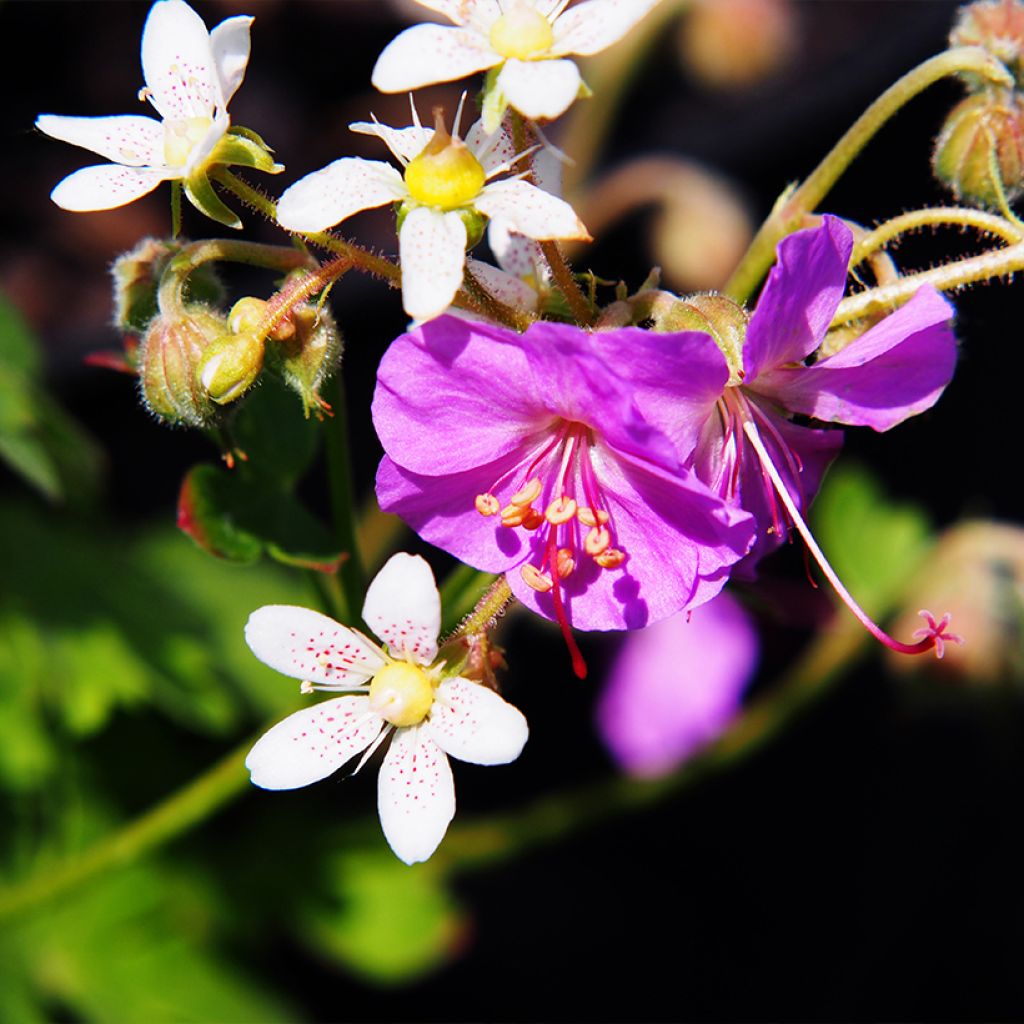 Geranium cantabrigiense Cambridge