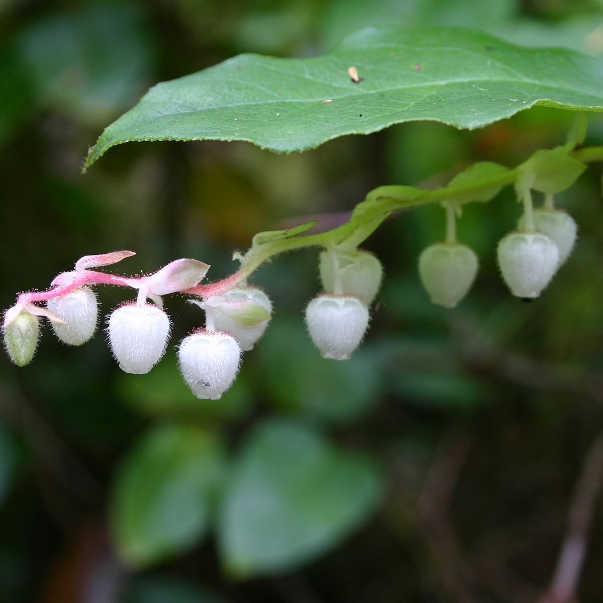 Gaultheria shallon 