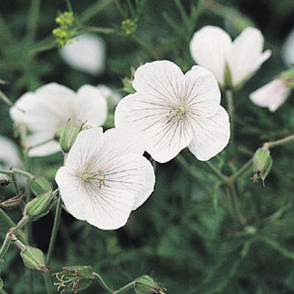 Geranium clarkei Kashmir White