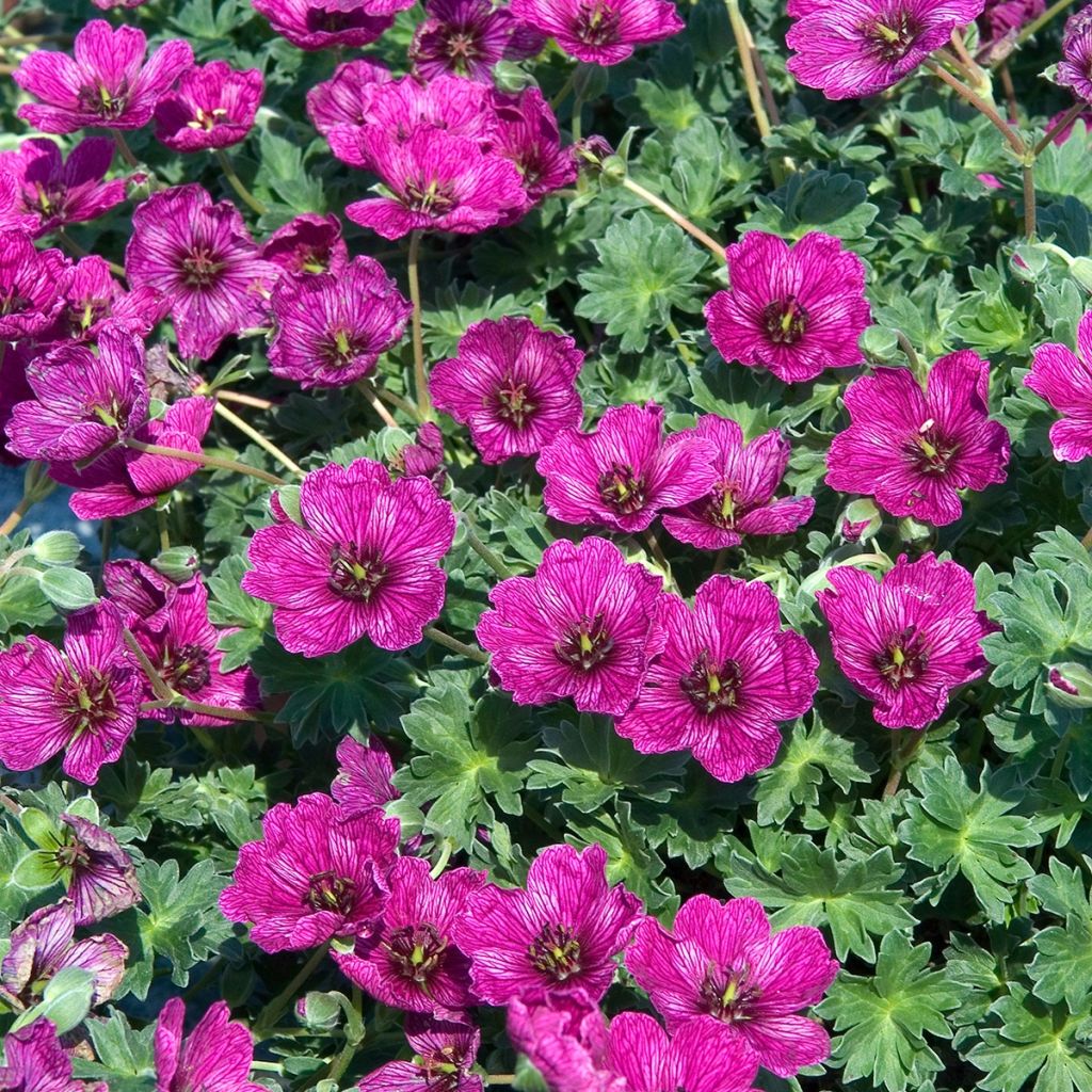 Geranium cinereum Purple Pillow