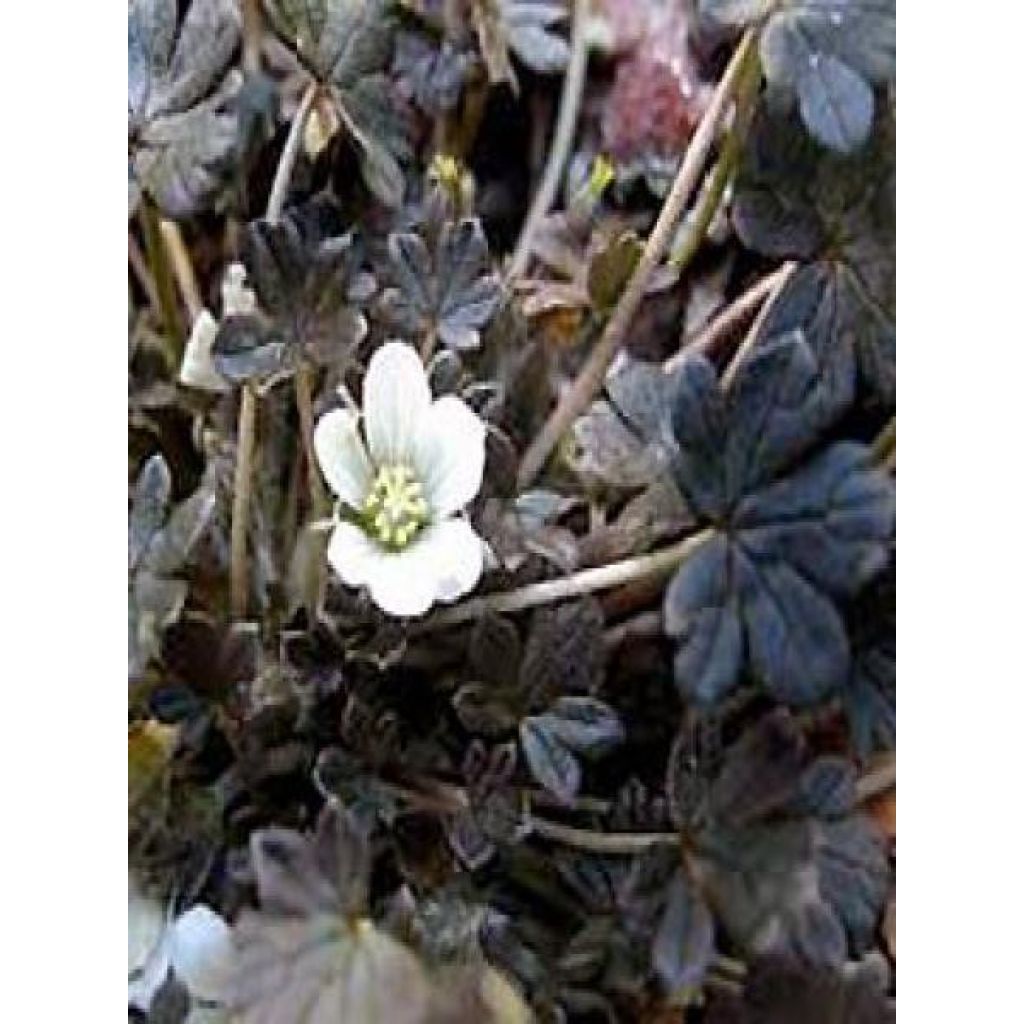 Geranium sessiliflorum Nigricans