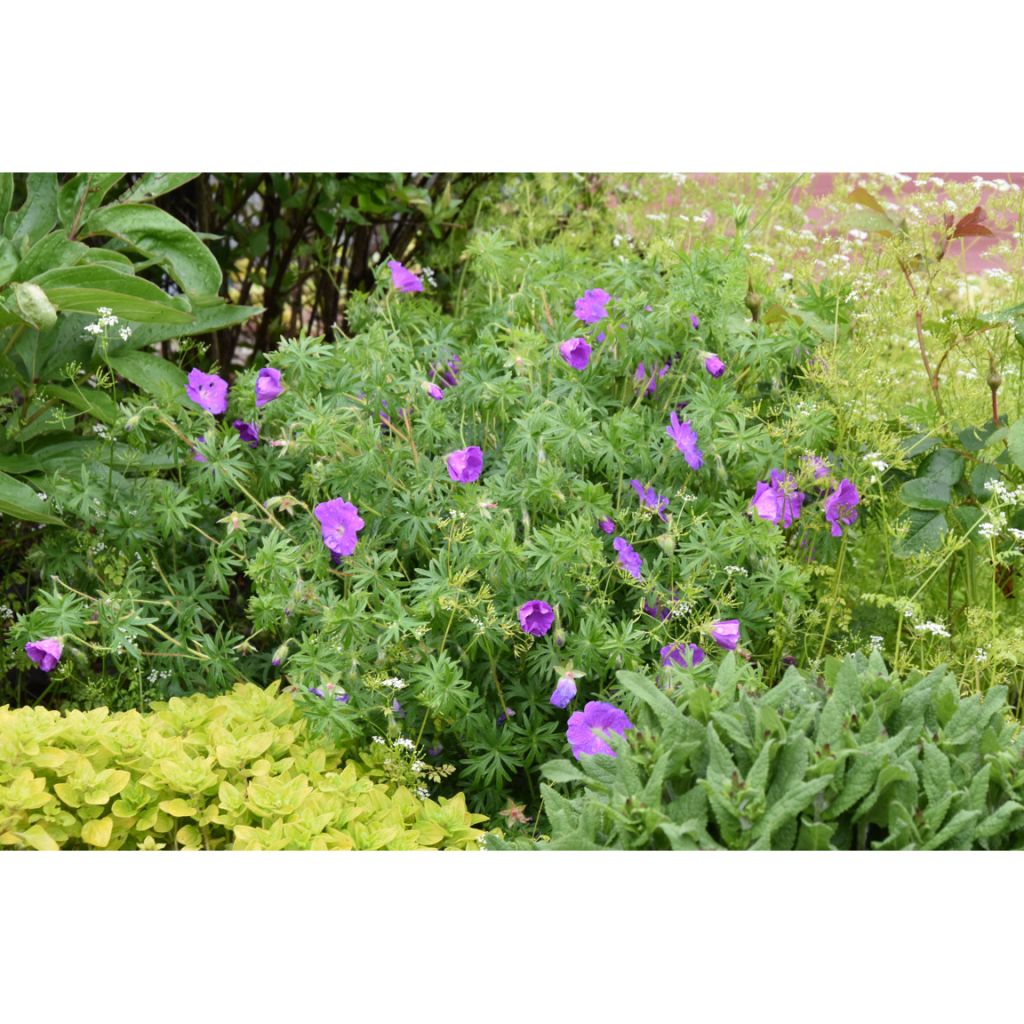 Geranium sanguineum - Bloody Crane's-bill