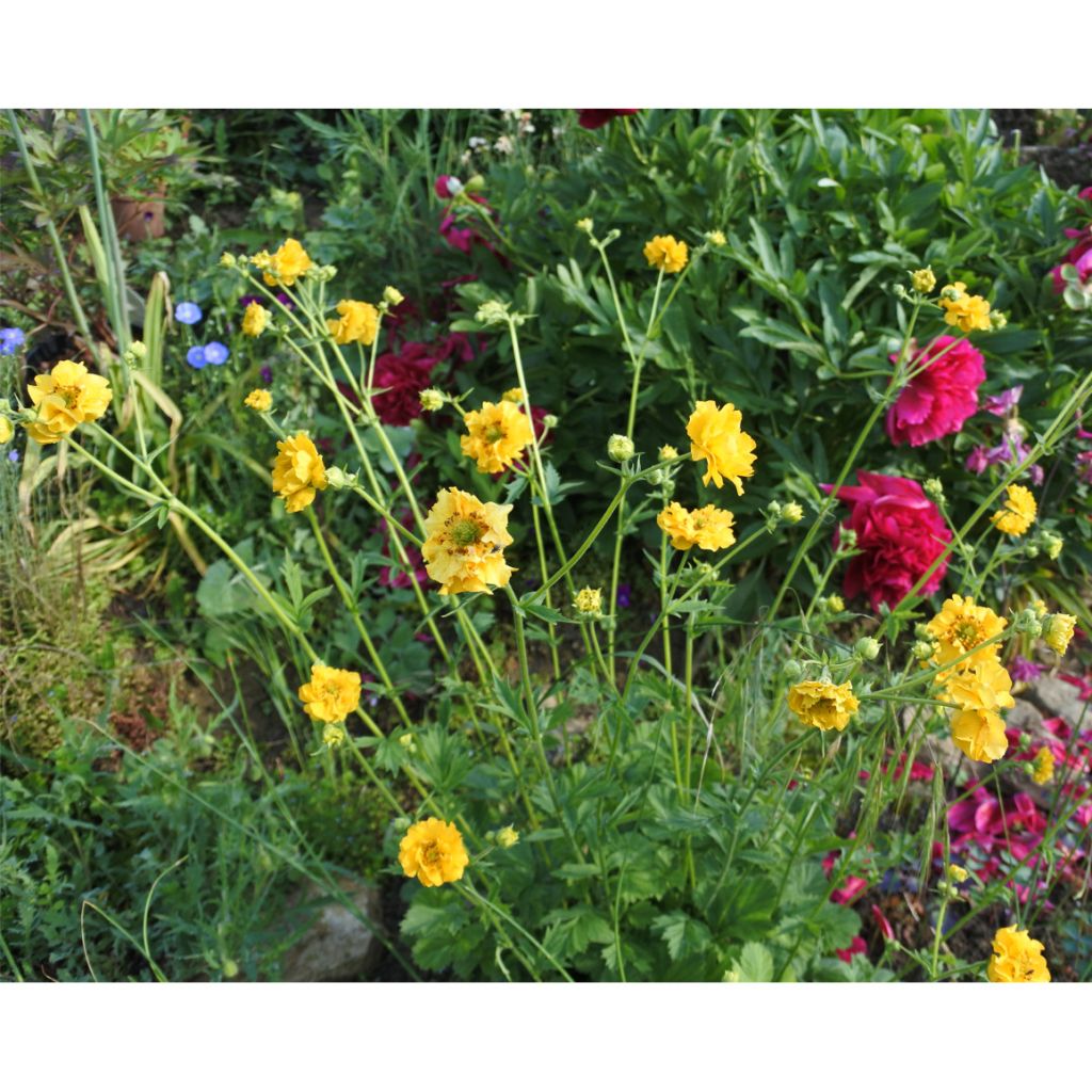 Geum chiloense Lady Stratheden