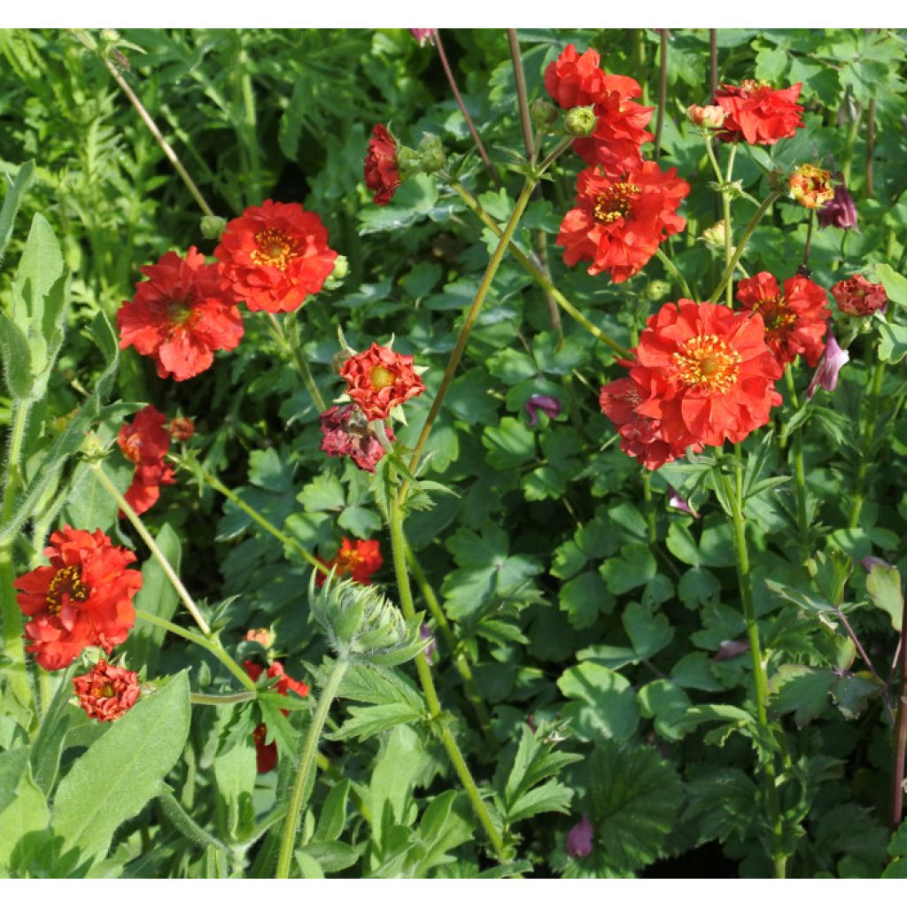 Geum chiloense Mrs Bradshaw