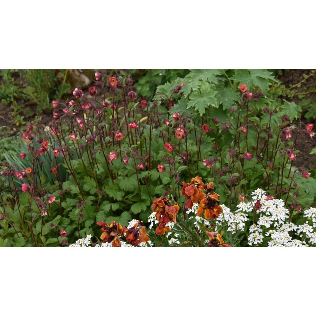 Geum rivale Leonards Variety