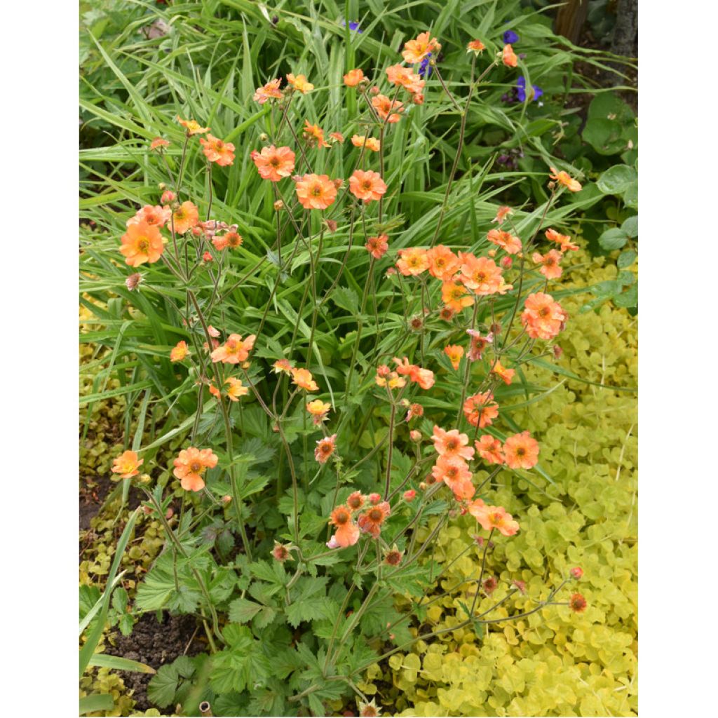 Geum Totally Tangerine