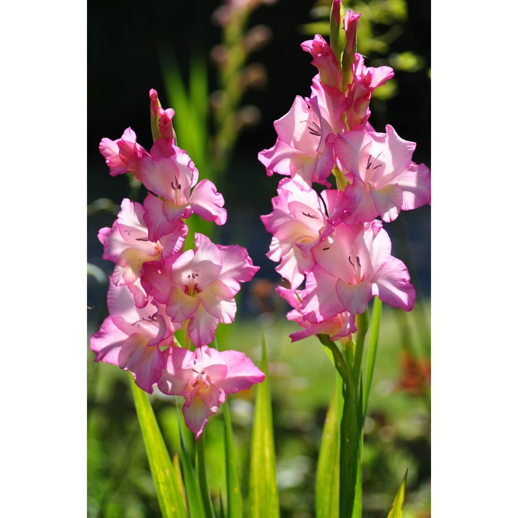 Gladiolus grandiflorus Priscilla - Sword Lily