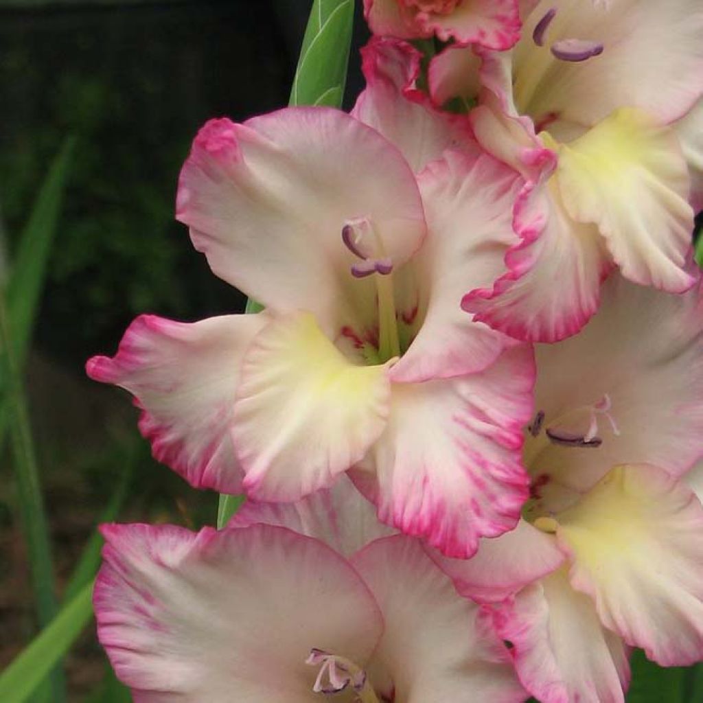 Gladiolus grandiflorus Priscilla - Sword Lily