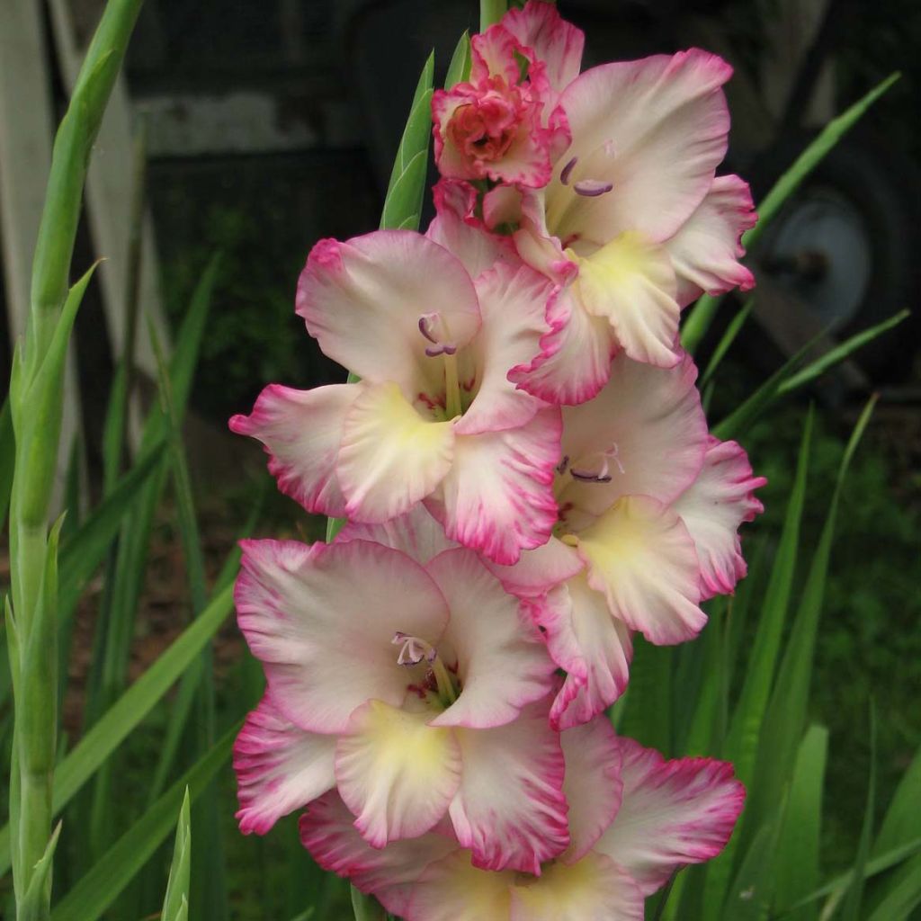 Gladiolus grandiflorus Priscilla - Sword Lily