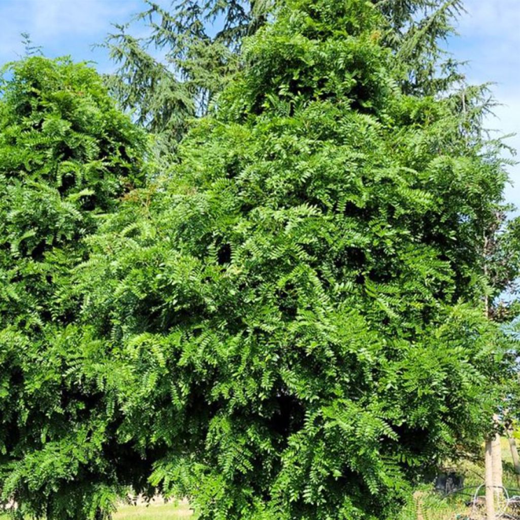 Gleditsia triacanthos Elegantissima - Honeylocust