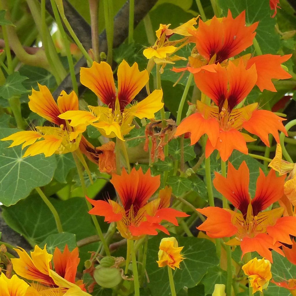 Dwarf Nasturtium Phoenix Seeds - Tropaeolum minus