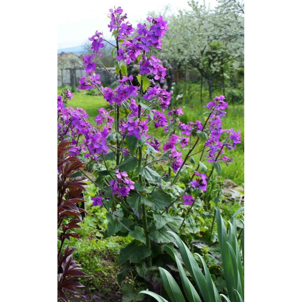 Lunaria annua - Annual Honesty seeds