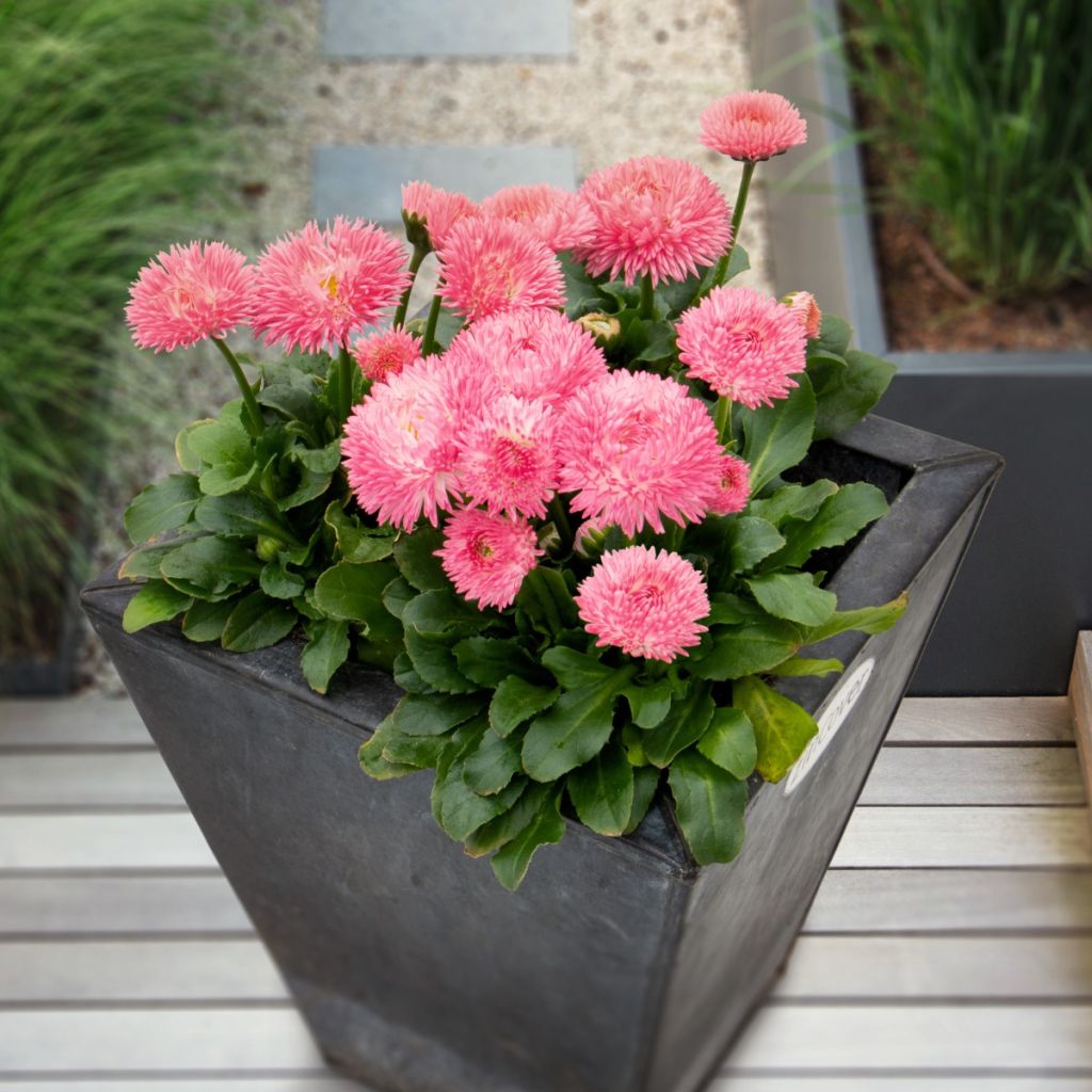 Bellis perennis Robella seeds - Daisy