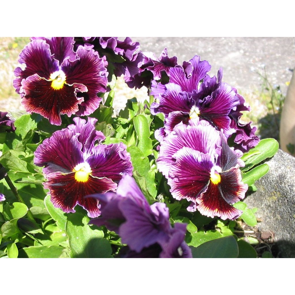 Viola x wittrockiana Chalon Supreme Wildberry Mixed - Pansy Seeds