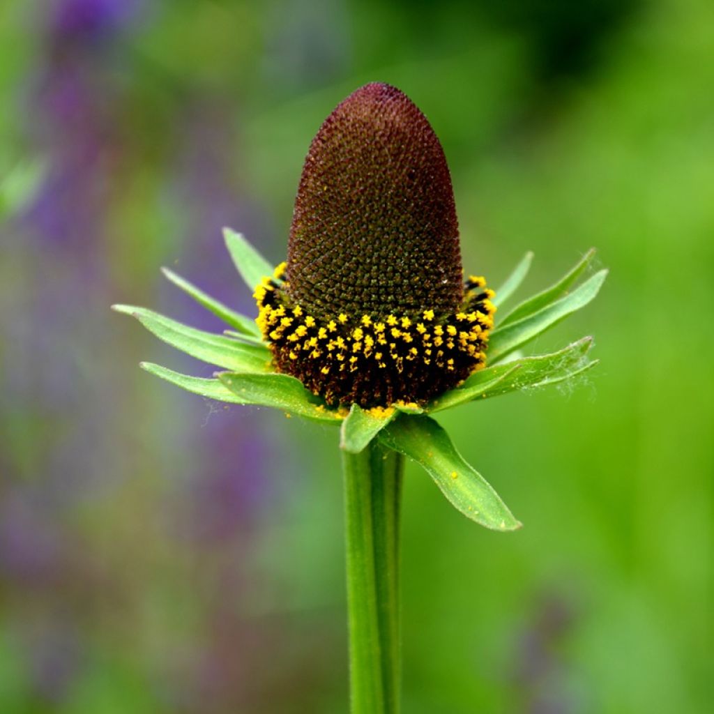 Rudbeckia occidentalis Green Wizard