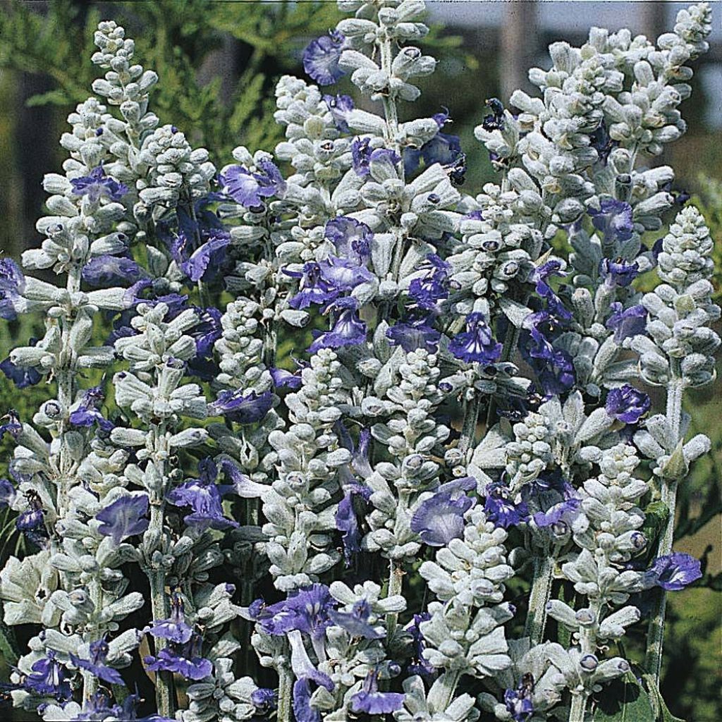 Salvia farinacea Strata