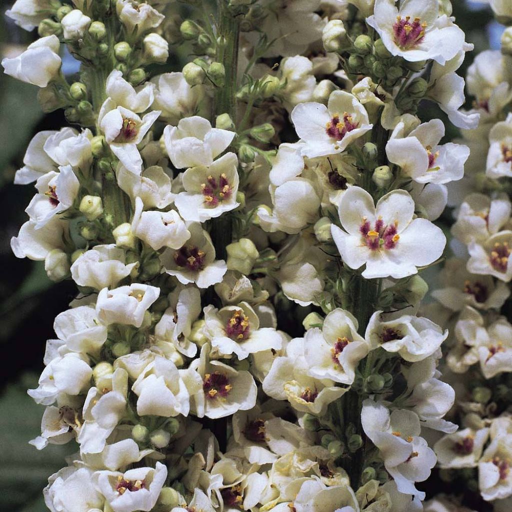 Verbascum chaixii Album Seeds - White nettle-leaved mullein