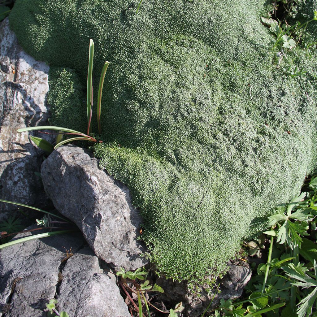 Gypsophila aretioides