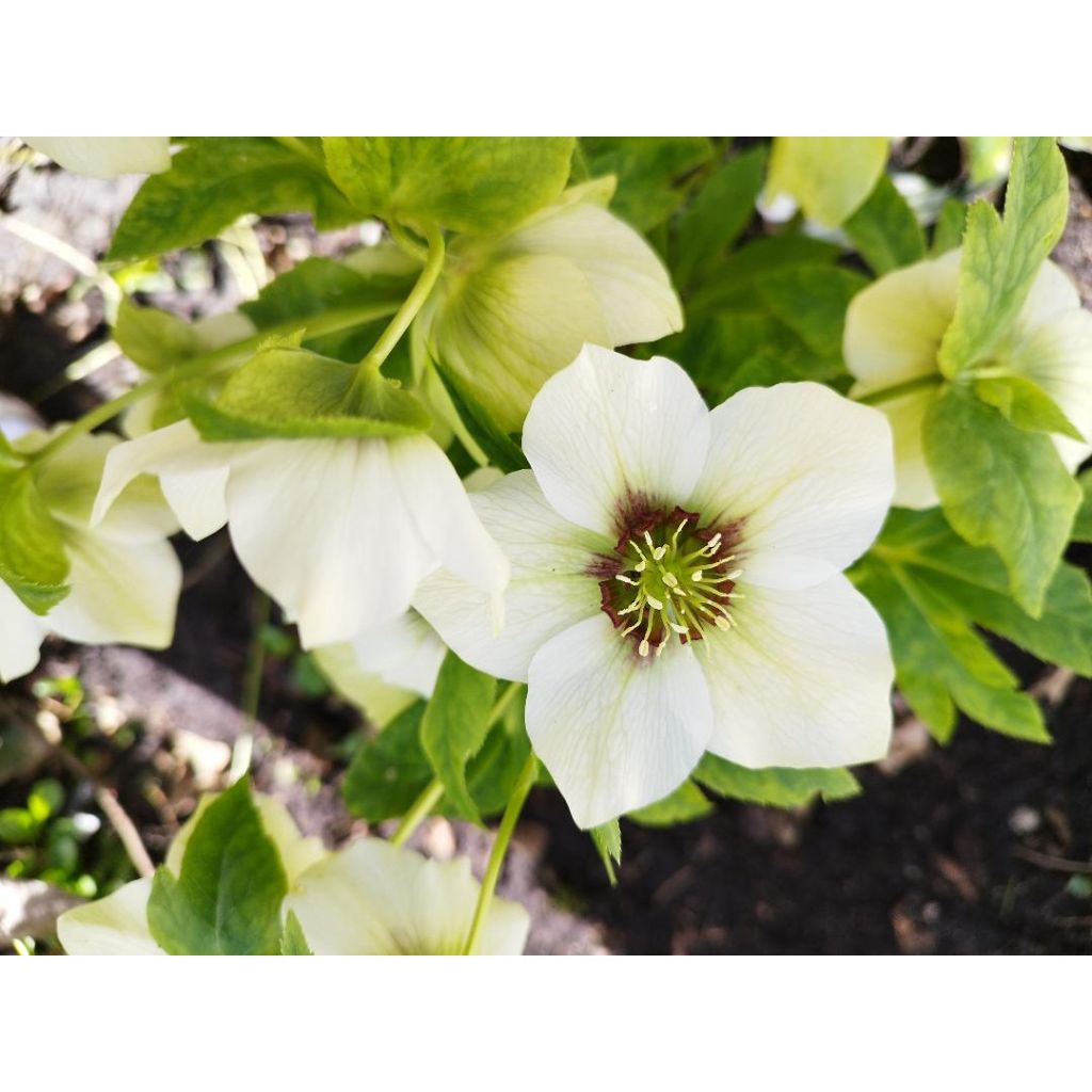 Helleborus hybridus White with Red Centre