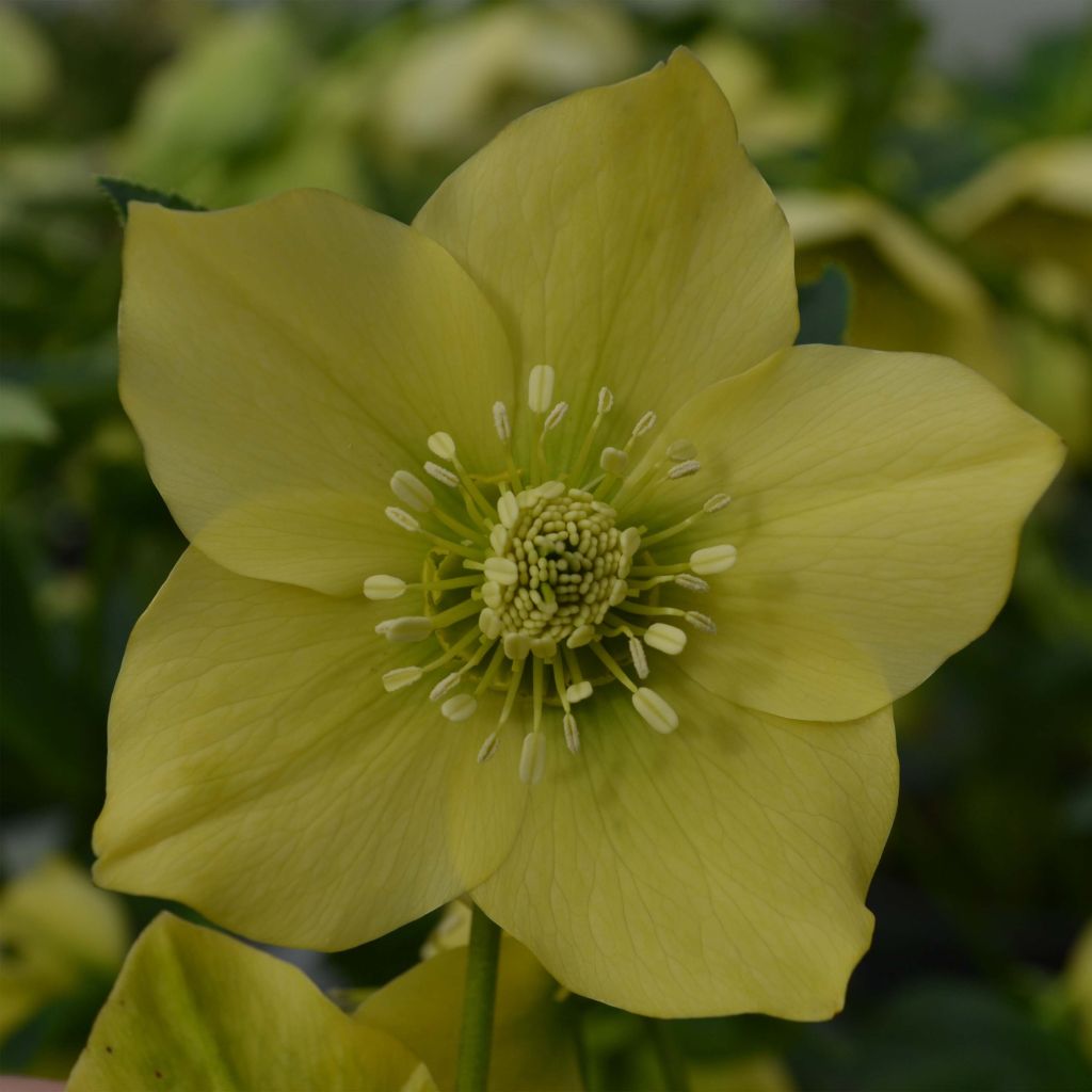 Helleborus hybridus Yellow