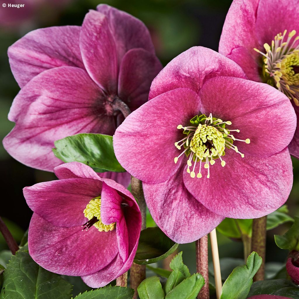 Helleborus lemperii Lulu