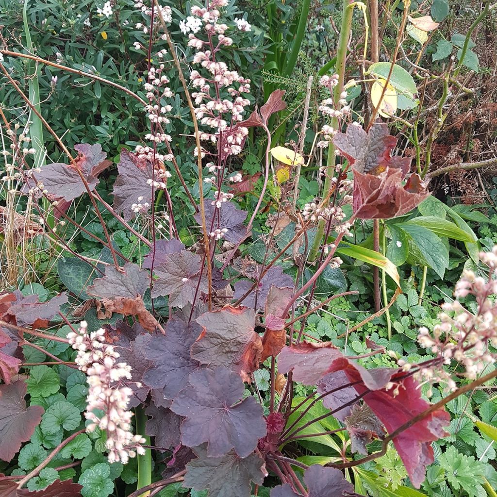 Heuchera Dark Magic