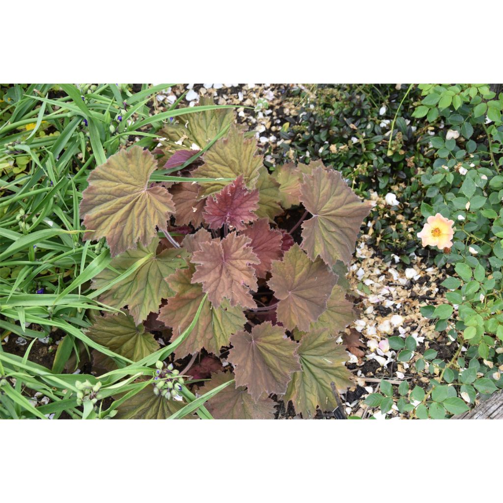 Heuchera villosa Bronze Beauty